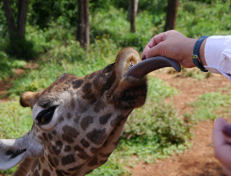 Feeding a giraffe in Kenya