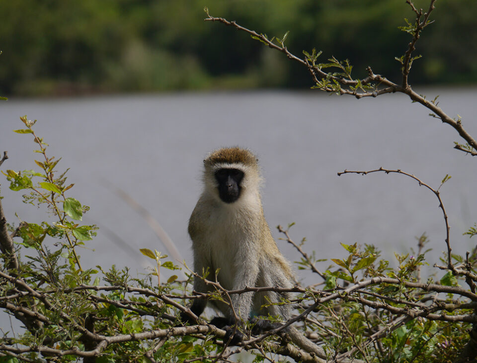 A monkey seen during a visit to the national park in Kenya