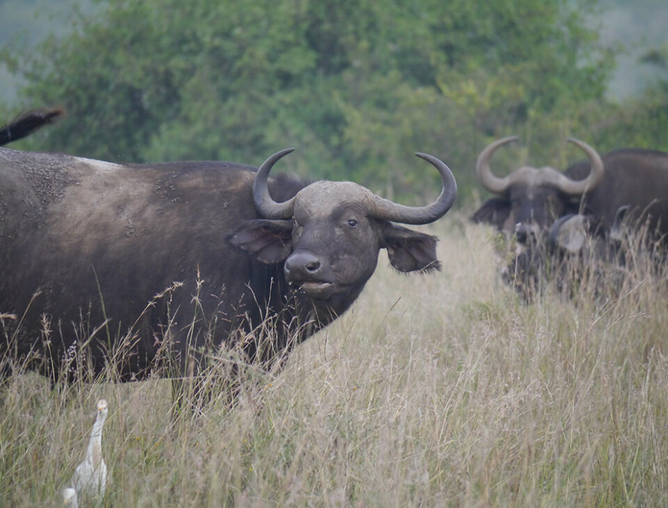 Ox's in the national park in Kenya