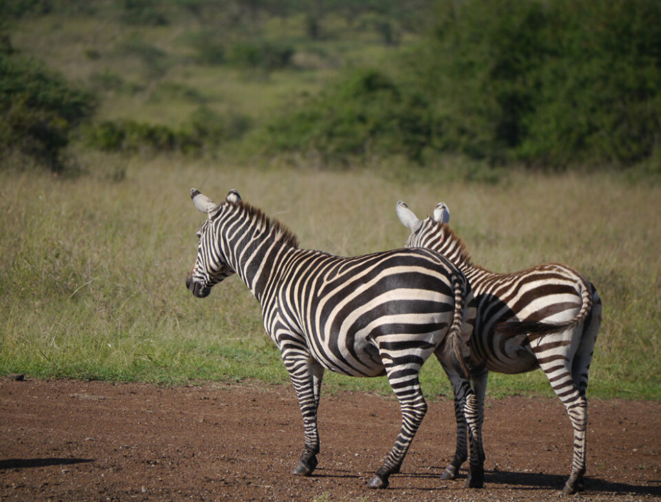 Zebras in Kenya