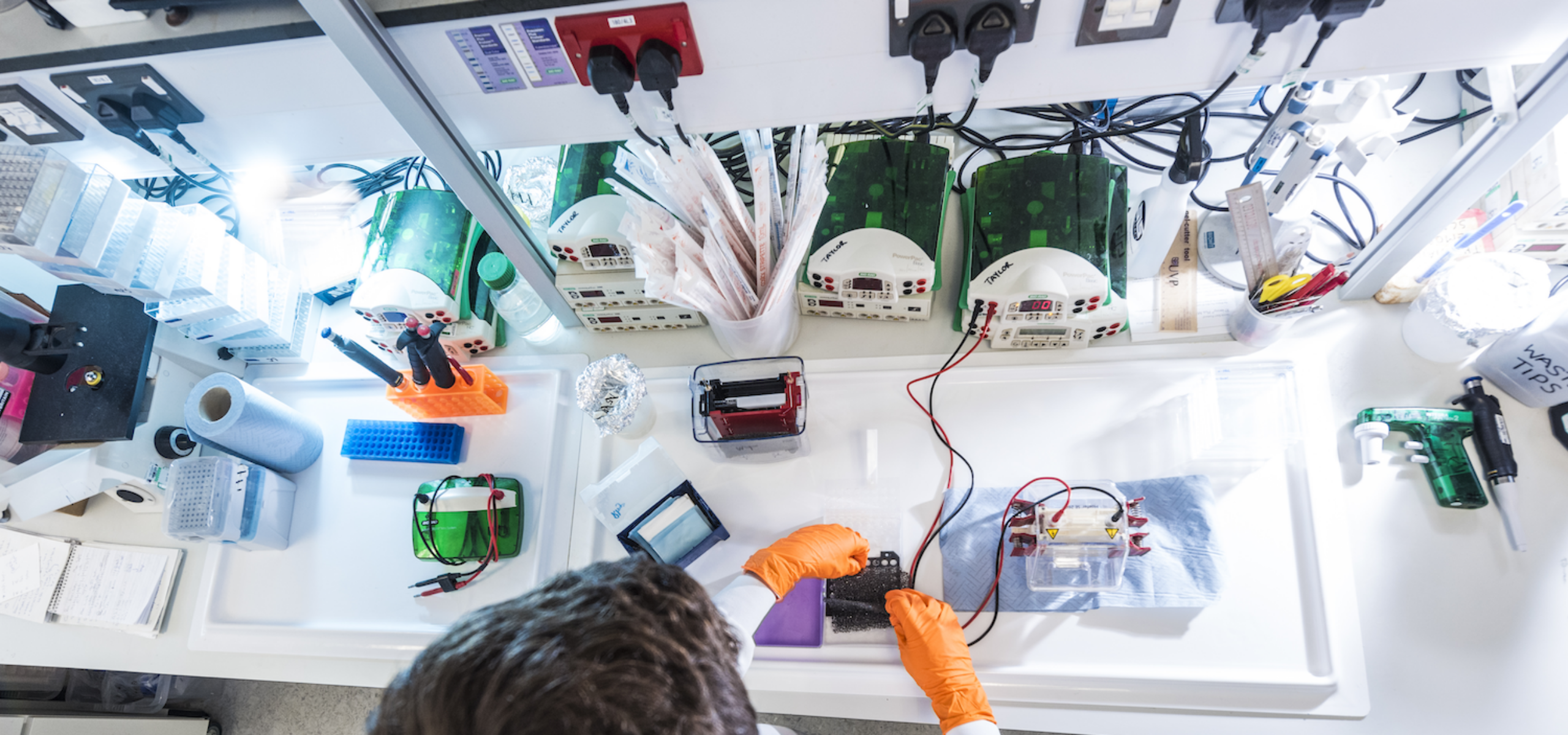 Western Blot in a laboratory