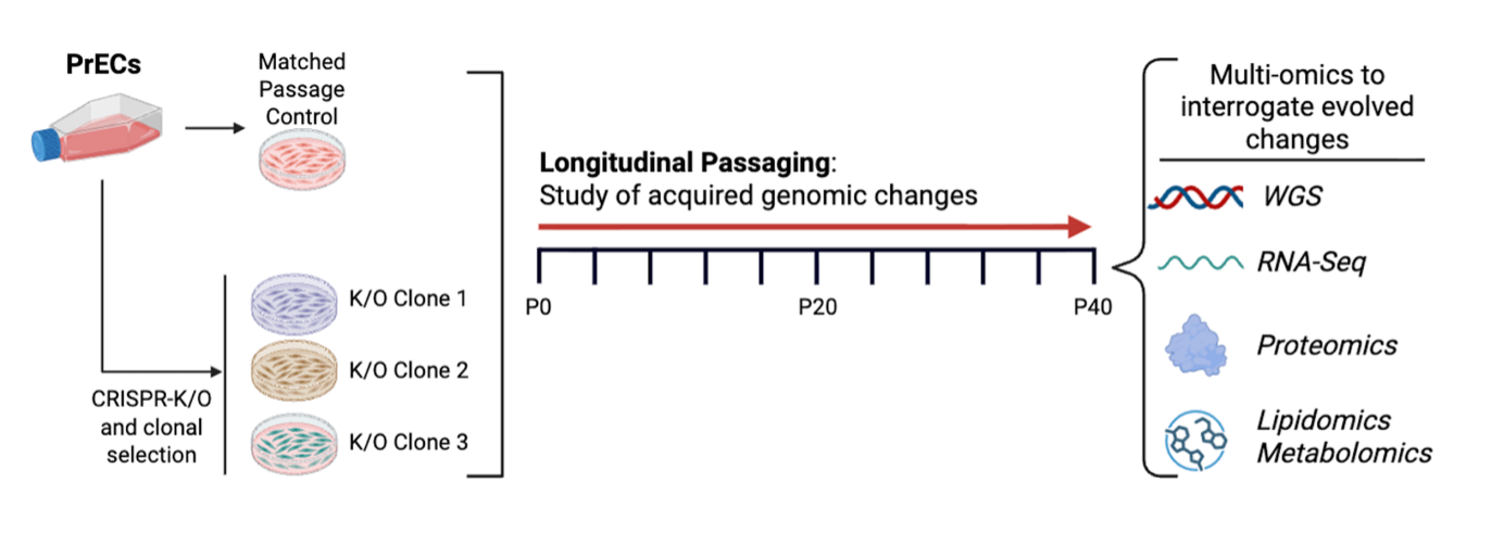 Tumour cell evolution within patient-derived models of localised hereditary prostate cancer.